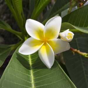 JA, ich will ein Sprach-Frequenz-Bild